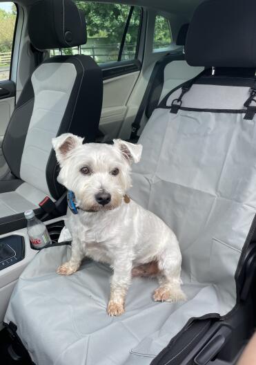 Seat cover working well