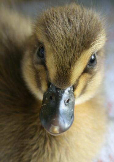 Dave, 2 Tage alter Läufer, der sich duckt.