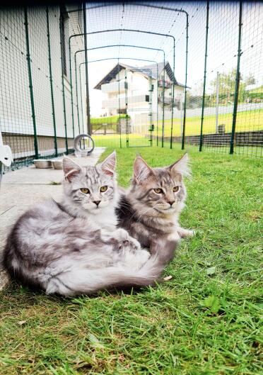 The catio can be extended as much as you wish