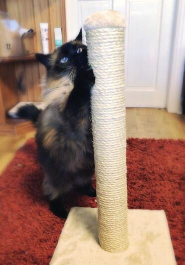 Mila approves of this new scratch post!