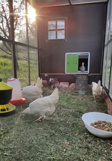 Chickens in a large chicken run.