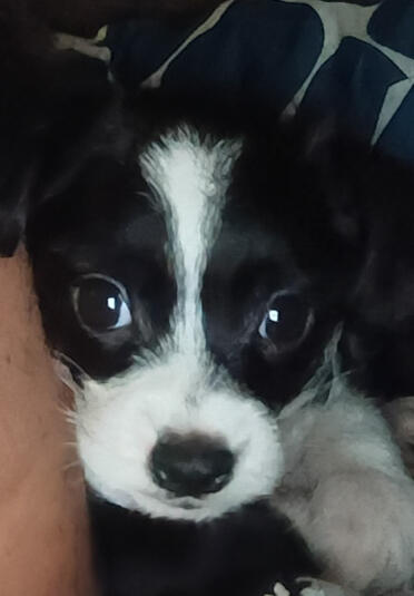 Mommy, i'm sorry for chewing your shoe.