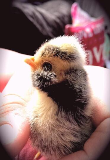 Chickens are great pets