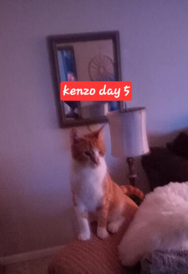 Kenzo kitty 😺 