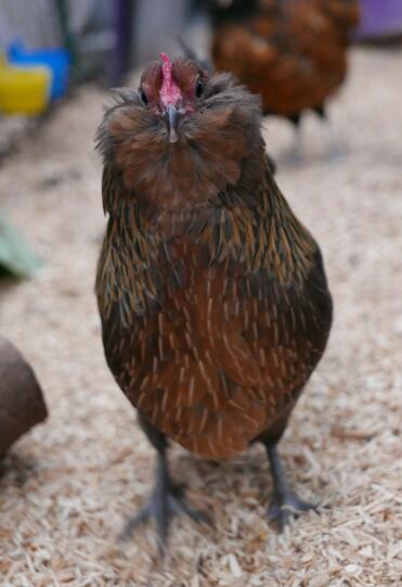 Agnes Partridge Turingia