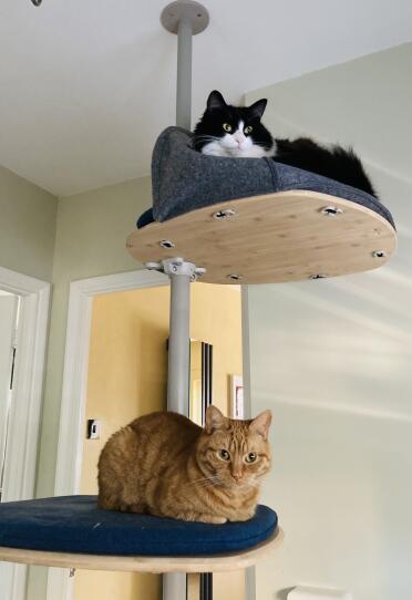 Hardy and Minky (Minky using the bed in her own way!)