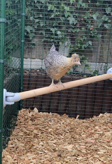 First time on the perch…….. “ohh i like it up here!!”