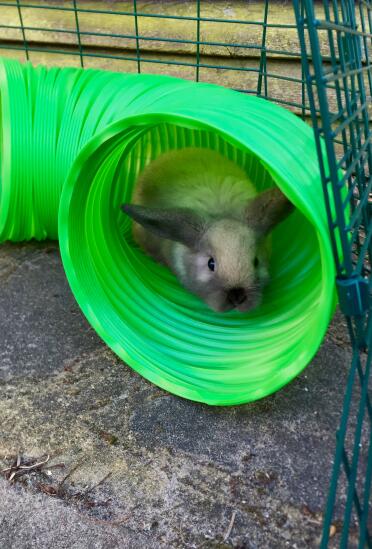 Phoebe liebt es, in ihrem neuen hasengehege zu spielen!