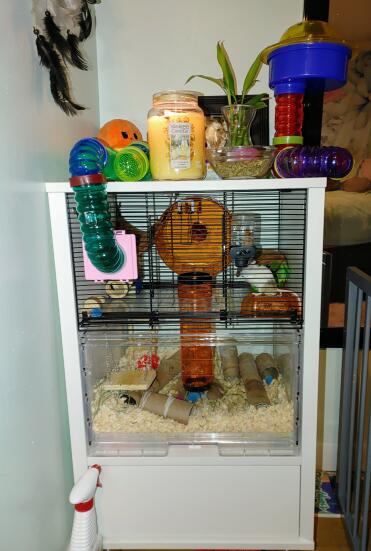 Housing my male mouse pip squeak. He approves ????