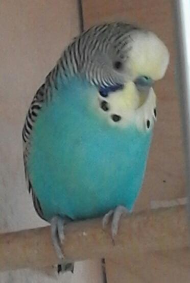 peri il pappagallino maschio