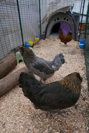 Bantam della Turingia
