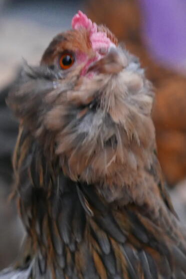 Elvi Blue Partridge della Turingia