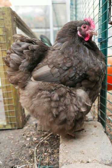 Muffy Von Fluffy, Der Schokoladen-Orpington