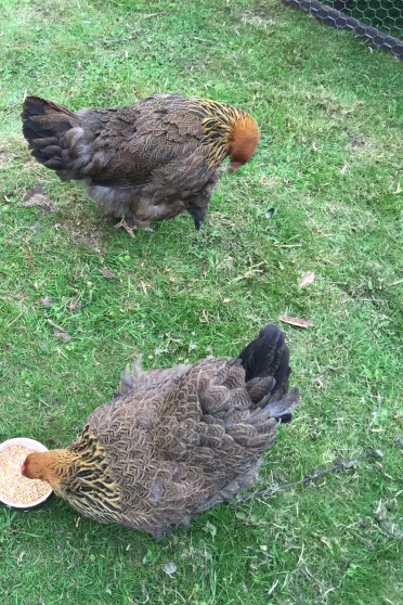 Geezer und seine Girlies, Partridge Brahma männlich und weiblich