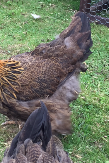 Girlies, zwei Rebhuhn Brahma weiblich
