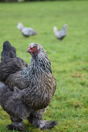 My dark brahma hen 