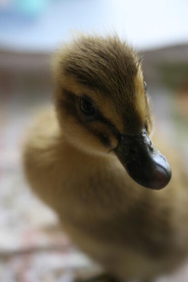 Dave, 2 Tage alter Läufer, der sich duckt.