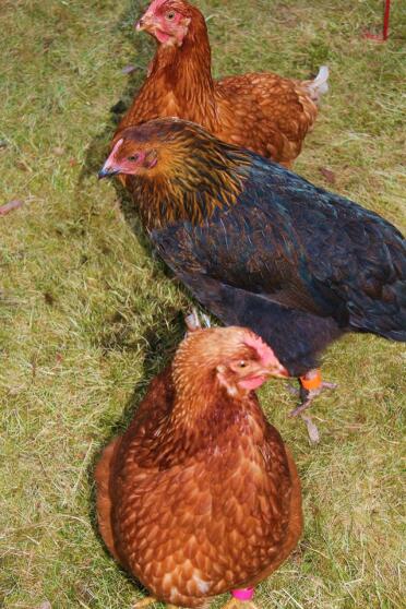 One, two, three, which of us will lay the first egg ?