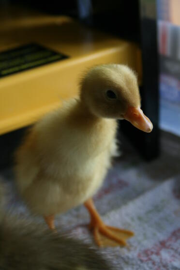 Watt der weiße indische Läufer, der sich an zwei Tagen duckt.