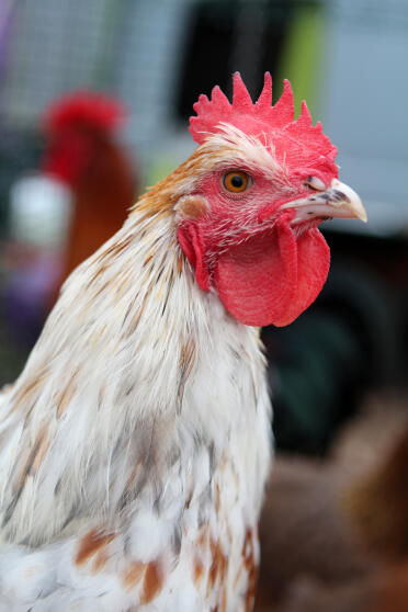 Profil meiner Splash Marans im Alter von 19 Wochen