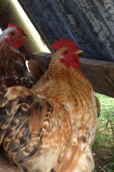 Pekin. Hähnchen