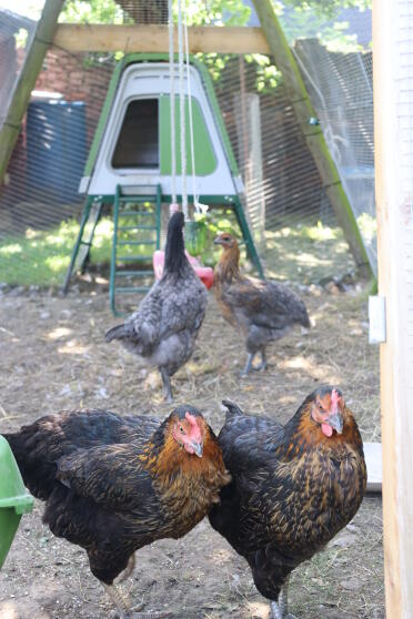 The coop can easily adapt to your needs