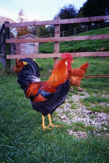 Chickens are great pets