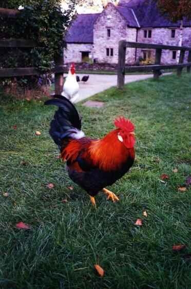 Chickens are great pets
