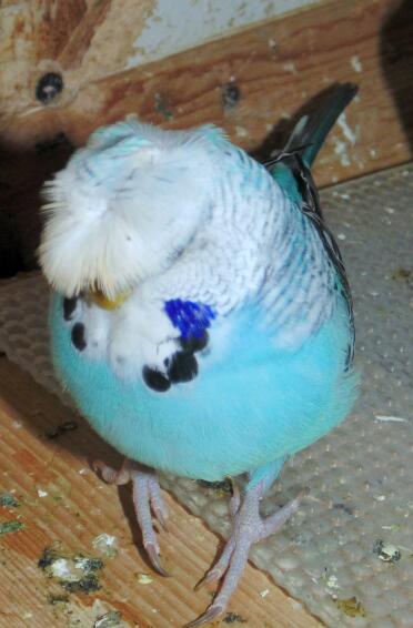 Wellensittich mit Haube