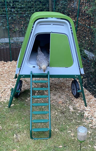 The ladder grips allow chickens to get up and down safely