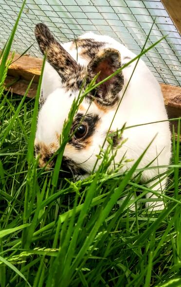 This bunny has a gorgeous coat.