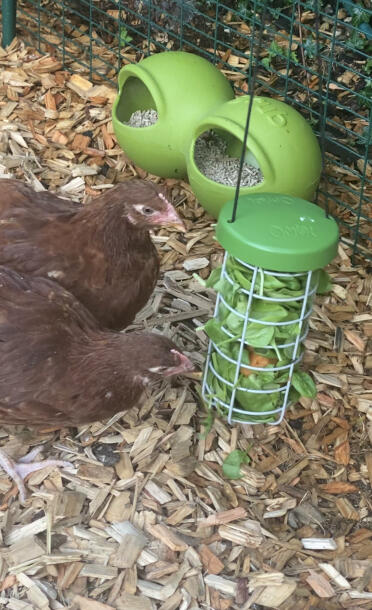 The girlies love their treat holder