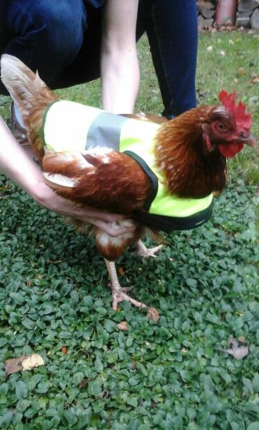 Il gilet di avvertimento del pollo è messo con cura