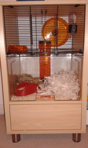 Glücklicher hamster
