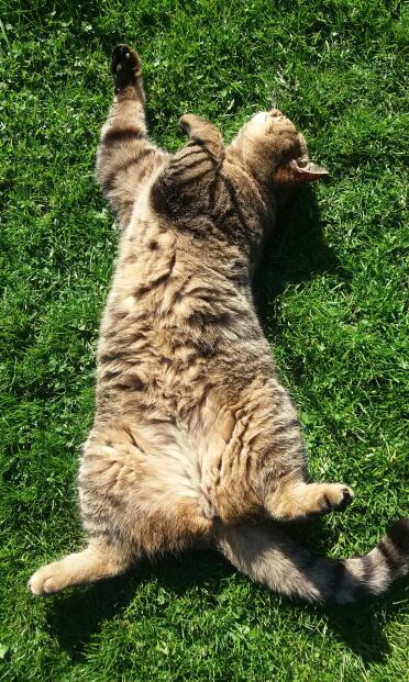 Hovis si rilassa al sole