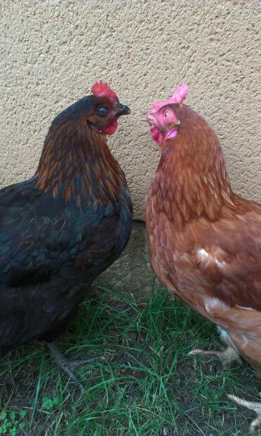 I miei 2 pulcini
