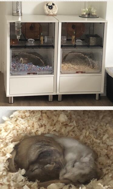 Our two gerbils, ty and caleb, in their two Omlet cages.