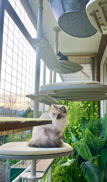 Sky, le ragdoll, et babbles, le poil court européen, ont toute leur place sur cette étagère Luxe