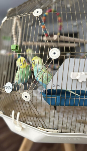 We love our Omlet birdcage ❤️