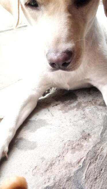 Lab