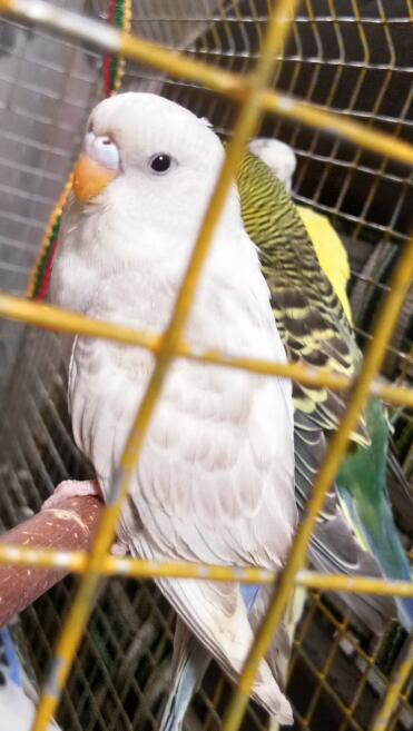 Albino Budgie
