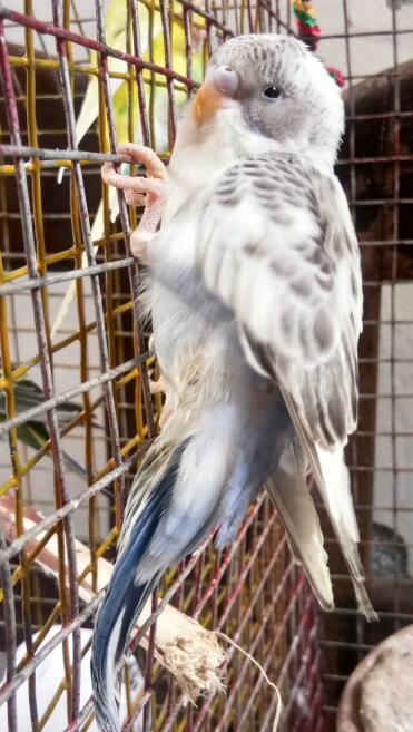 Baby budgie