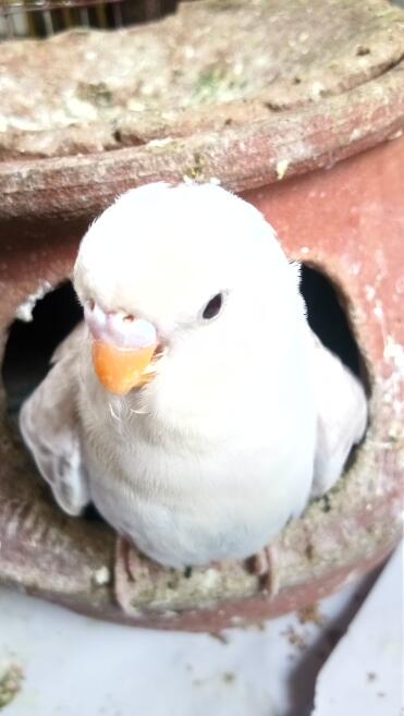 Baby budgie