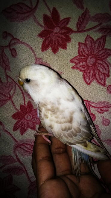 Budgie 2 months old