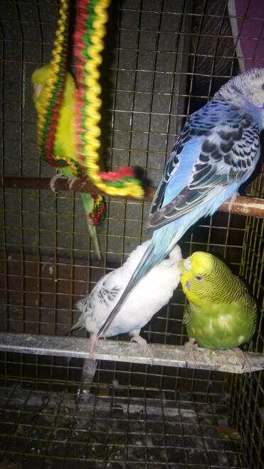 Budgie life