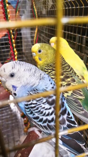 Budgies