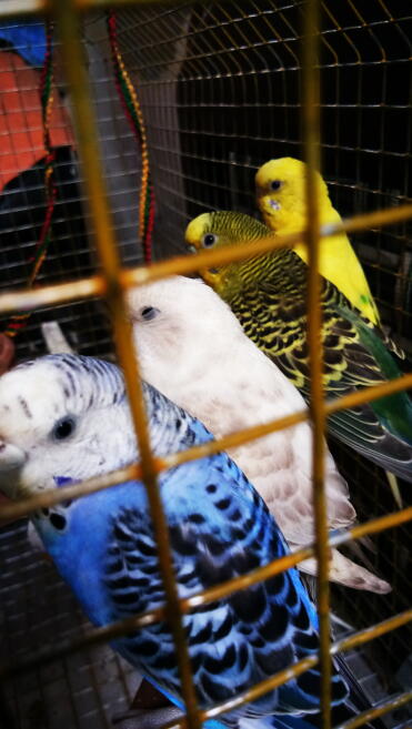 Budgies