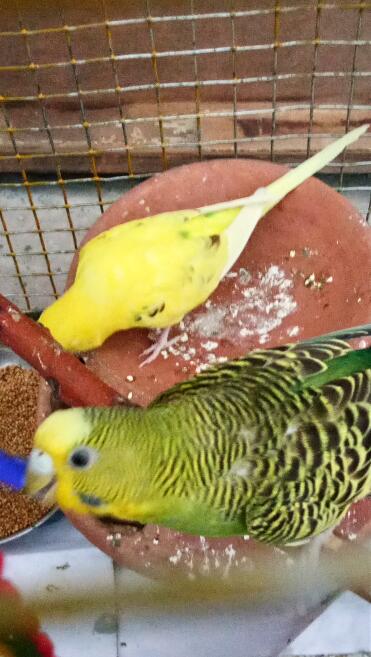 Parrot or a budgie??? 