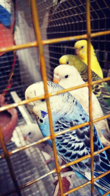 Sweet Birds