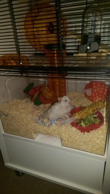 Angus liebt sein neues zuhause! 